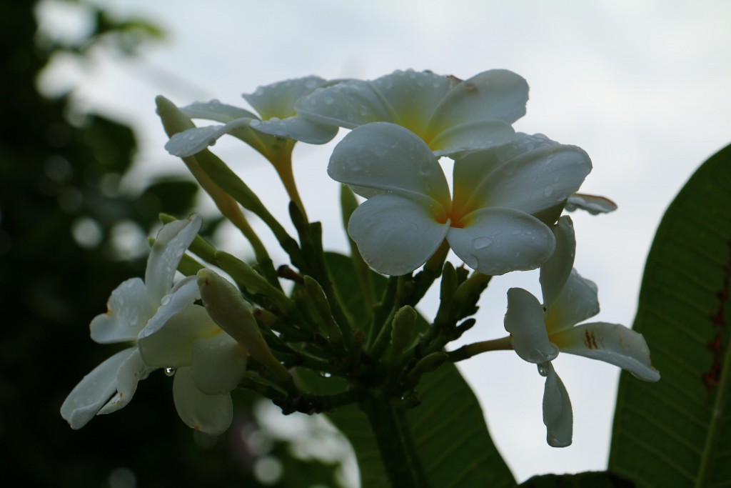 プルメリア　モルディブ