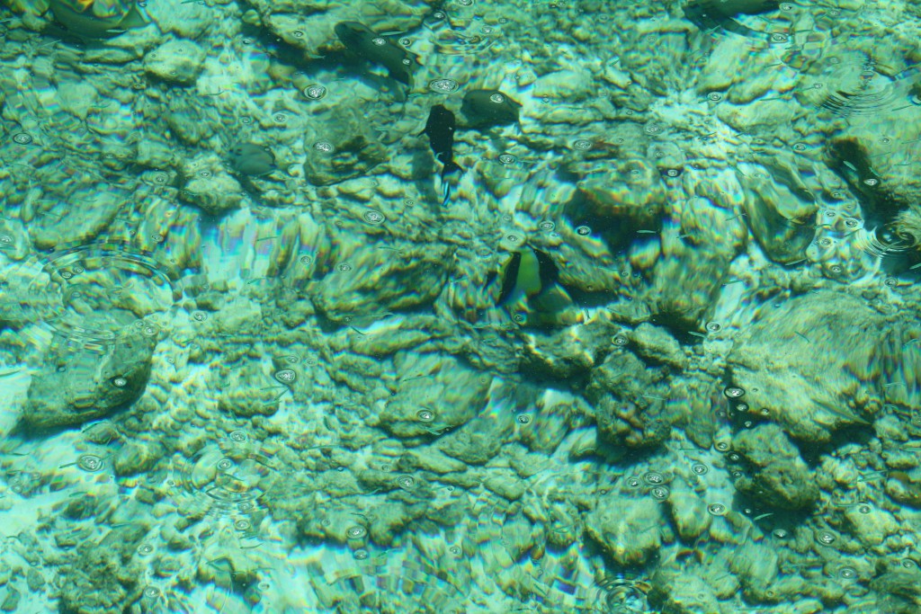 センターラ ラス フシ リゾート＆スパ  モルディブ　熱帯魚