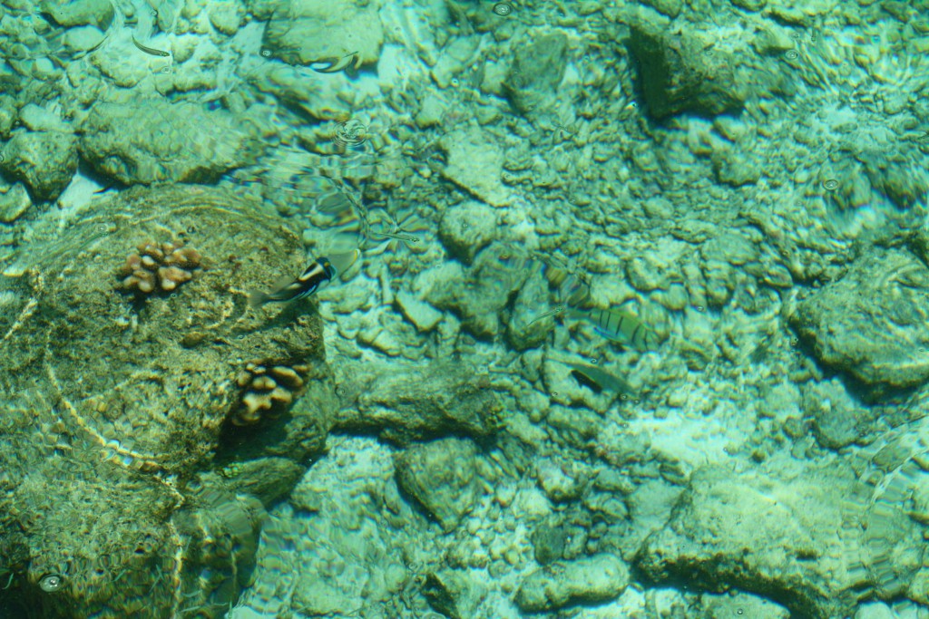 センターラ ラス フシ リゾート＆スパ  モルディブ　熱帯魚