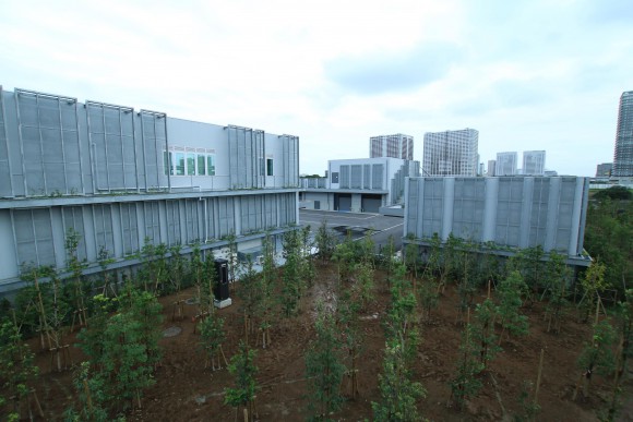 豊洲市場　現地写真